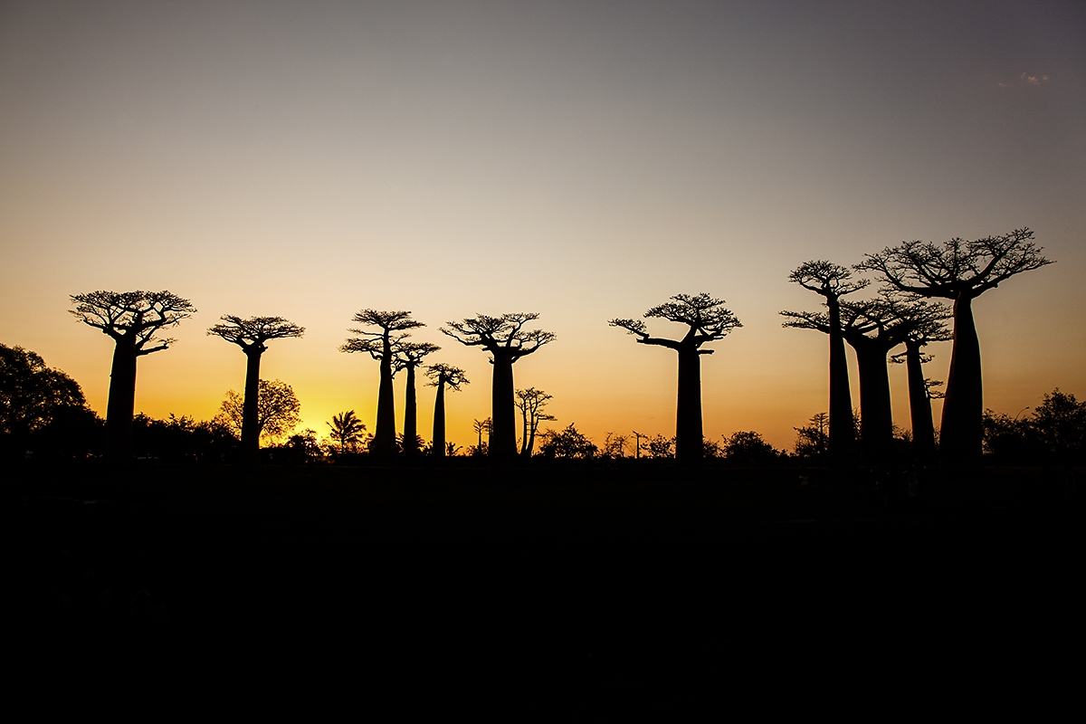 Západ slunce u Aleje baobabů, západní Madagaskar